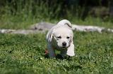 LABRADOR 1071